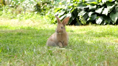 Cute rabbit sitting on the grass Video stock 69046207