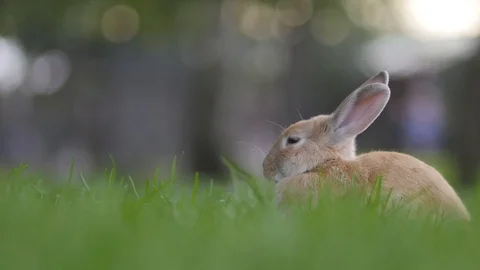 Cute rabbit sitting in the grass Stock Footage 123113201