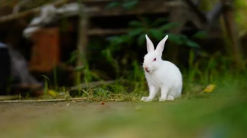 Cute rabbit sitting in the grass Stock Photos