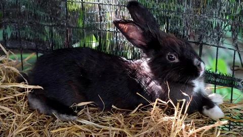 Cute rabbit sitting in hay in a cage Stock Footage 248058950