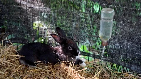 Cute rabbit sitting in hay in cage Video stock 330761601