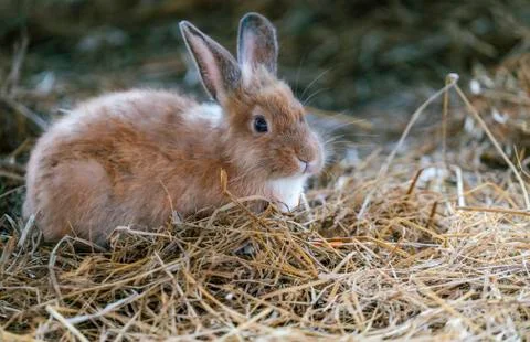 Cute rabbit sitting on hay in rabbit farm. Close up little brown rabbit. Spac 스톡 사진