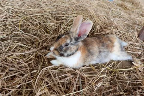 A cute rabbit sleeping 스톡 사진