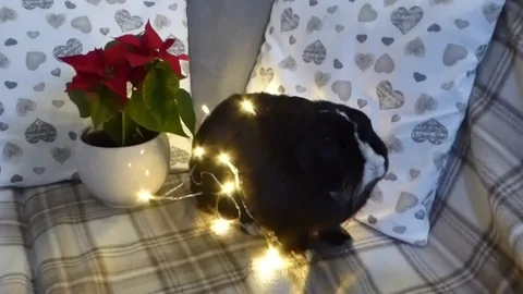 Cute rabbit surrounded by lights and winter rose 2 Stock Footage 85134103
