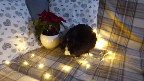 Cute rabbit surrounded by lights and winter rose Stock Footage 85134148