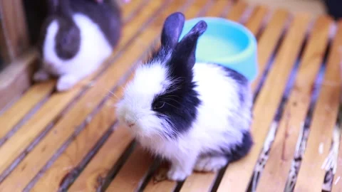 Cute rabbit type Hotot dwarf rabbit is the smallest rabbit Stock Footage 265934840