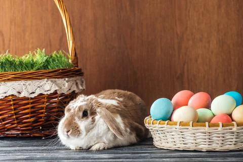 Cute rabbit wicker basket spring Stock Photos