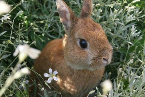 Cute rabbit in the wilde Foto stock