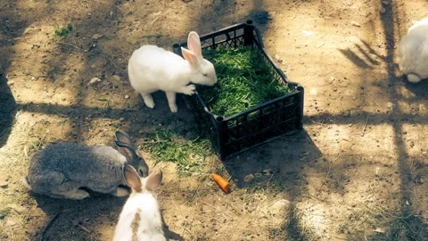 Cute rabbits are eating Stock Footage 284714480