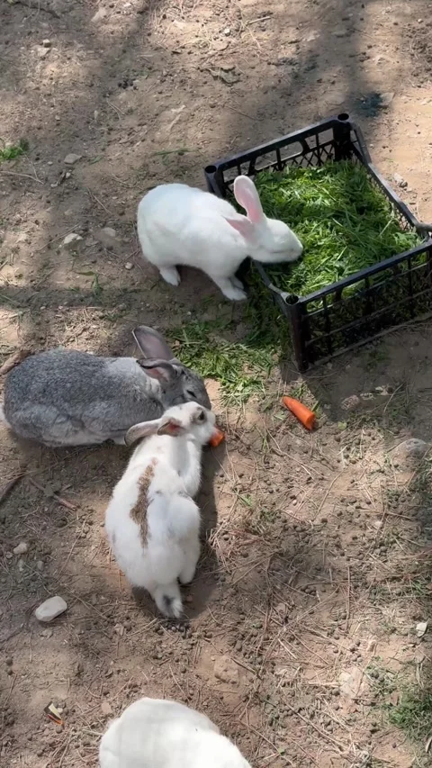 Cute rabbits are eating Stock Footage 284714535
