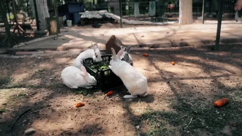 Cute rabbits are eating Stock Footage 284714908