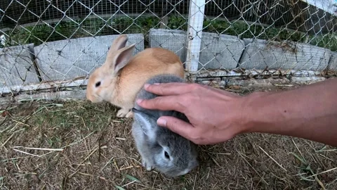 Cute Rabbits Exploring Their Enclosure Stock Footage 318938704