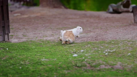 Cute rabbits running, jumping and fighting in a natural outdoor setting. Video stock 335293091