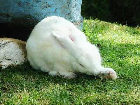 Cute rabit Stock Photos