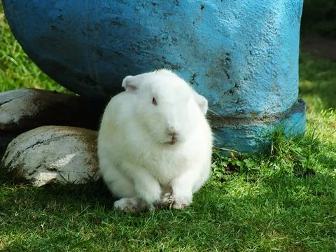 Cute rabit Stock Photos