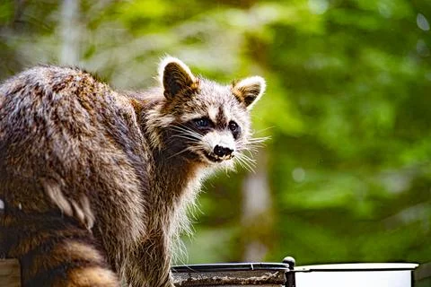 Cute Racoon Stock Photos