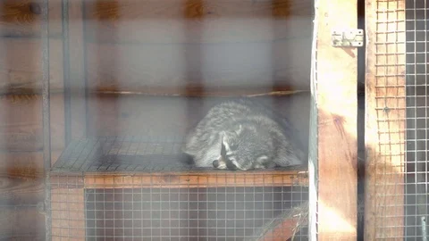 Cute racoon sleeping in the cage during the summer Stock Footage 76088540