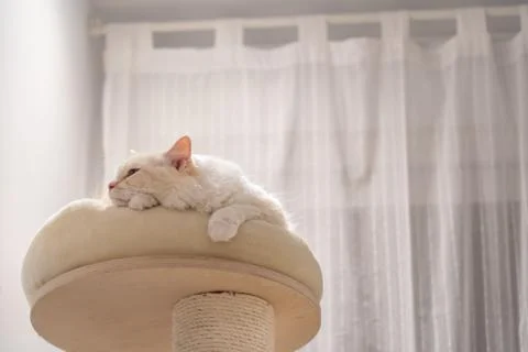 Cute rag doll cat sleeping on a cat tower with soft light Stock Photos
