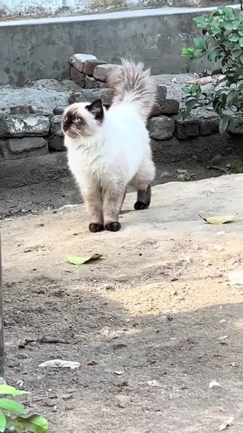 Cute Ragdoll Cat Exploring Backyard Vidéo 338305517