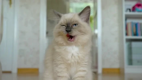 A cute ragdoll kitten licks its fur and around its mouth after just eating. Video stock 201167061