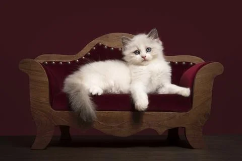 Cute ragdoll kitten lying down on a luxurious maroon sofa on red maroon bac.. Stock Photos