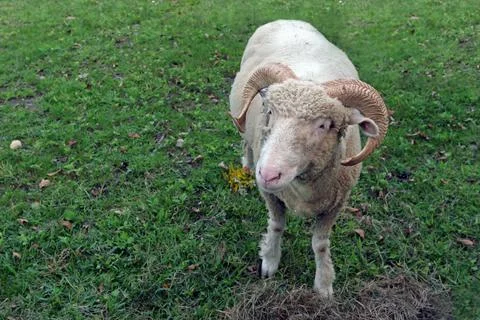 Cute Ram Stock Photos