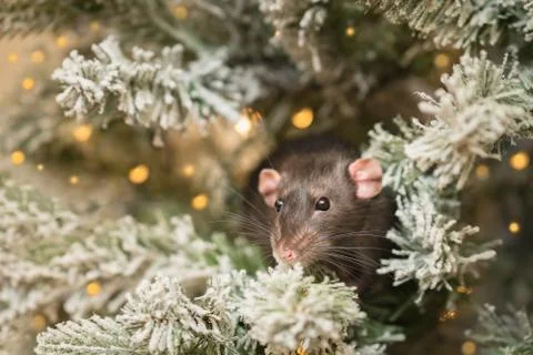 Cute rat dambo on Christmas tree. Simbol of the year Stock Photos