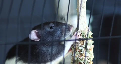 Cute rat eats dry food mix, domestic fancy rat is eating seeds, rats nutritio Stock Footage 303348238