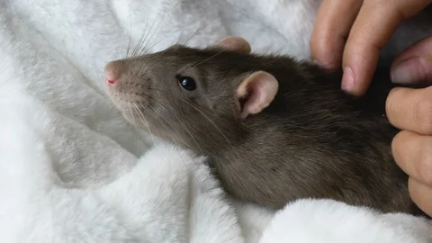 Cute rat in female hands Stock Footage 108778979