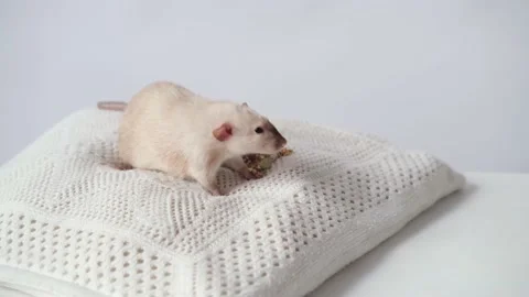 Cute rat on pillow 스톡 동영상 131110863