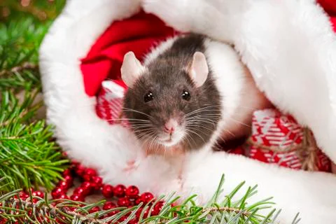 Cute rat sitting in Santa's hat close up. Year of the cute rat. Stock Photos