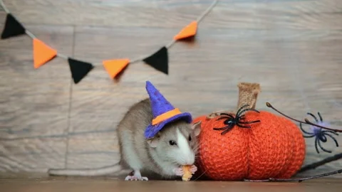 Cute rat wearing a witch's hat sits on a wooden background and eats food next to Stock Footage 218583876