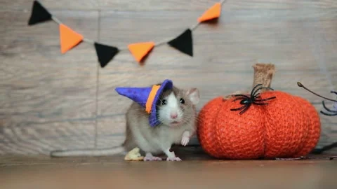 Cute rat wearing a witch's hat sits on a wooden background and eats food next to Stock Footage 219248889