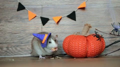 Cute rat wearing a witch's hat sits on a wooden background and eats food next to Stock Footage 219536223