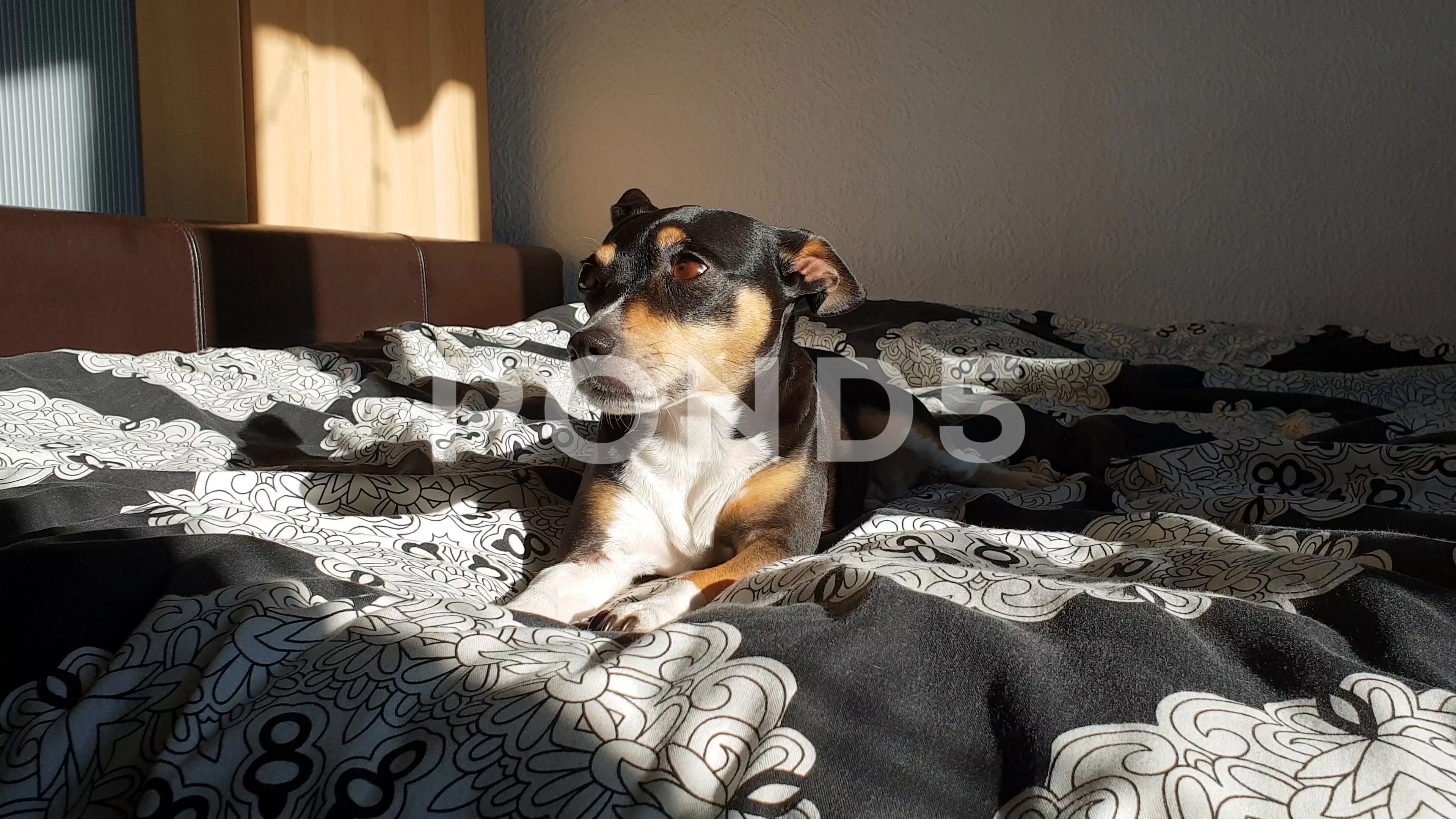 is a ratonero bodeguero andaluz a good family dog