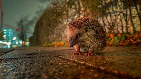 Cute real hedgehog is looking in the camera at dusk in autumn. Stock Photos