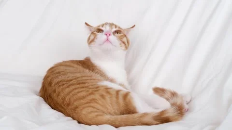 Cute red and white kitten lies on a white blanket Stock-Footage 304952224