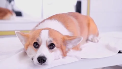 Cute red and white small Pembroke Welsh Corgi puppy after shower. Happy little Stock Footage 263027459