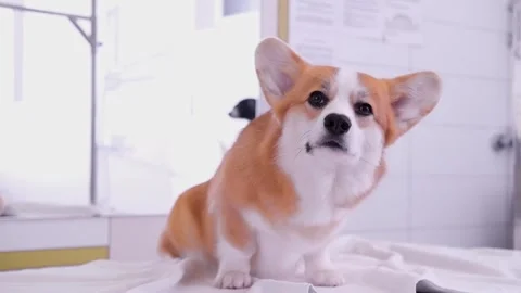 Cute red and white small Pembroke Welsh Corgi puppy after shower. Happy little Stock Footage 263027466