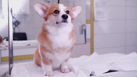 Cute red and white small Pembroke Welsh Corgi puppy after shower. Happy little Stock Footage 263027474