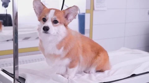 Cute red and white small Pembroke Welsh Corgi puppy after shower. Happy little Stock Footage 263027480