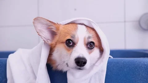 Cute red and white small Pembroke Welsh Corgi puppy after shower. Happy little Stock Footage 263027489