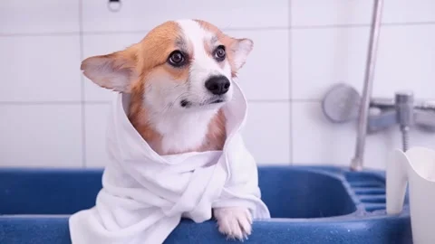Cute red and white small Pembroke Welsh Corgi puppy after shower. Happy little Stock Footage 263027505