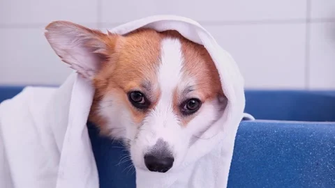 Cute red and white small Pembroke Welsh Corgi puppy after shower. Happy little Stock Footage 263027516