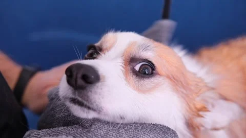 Cute red and white small Pembroke Welsh Corgi puppy after shower. Happy little Stock Footage 270531215
