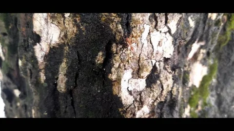 Cute red ant walking on an old and unique wooden tree Stock Footage 233366531