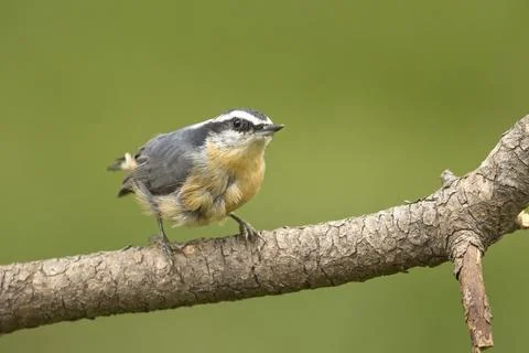 Cute red-breasted nuthatch perched on a small branch. Stock Photos