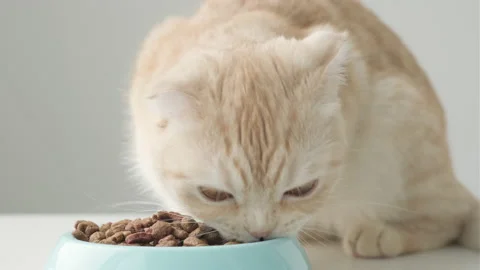 Cute red British Scottish fold cat eats dry food from blue bowl close up Video stock 191598574