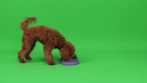 A cute red-brown colored Toy Poodle. On the left side of the frame comes to the Video stock 273456692