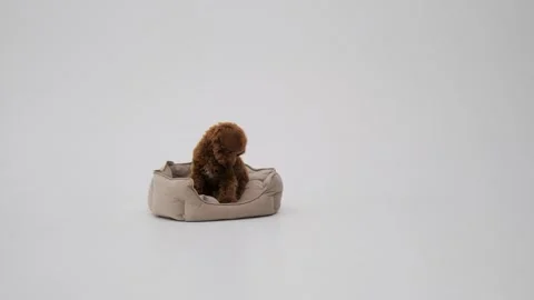 Cute red-brown colored Toy Poodle. Lying in the center of the frame smoothly Stock Footage 273817570